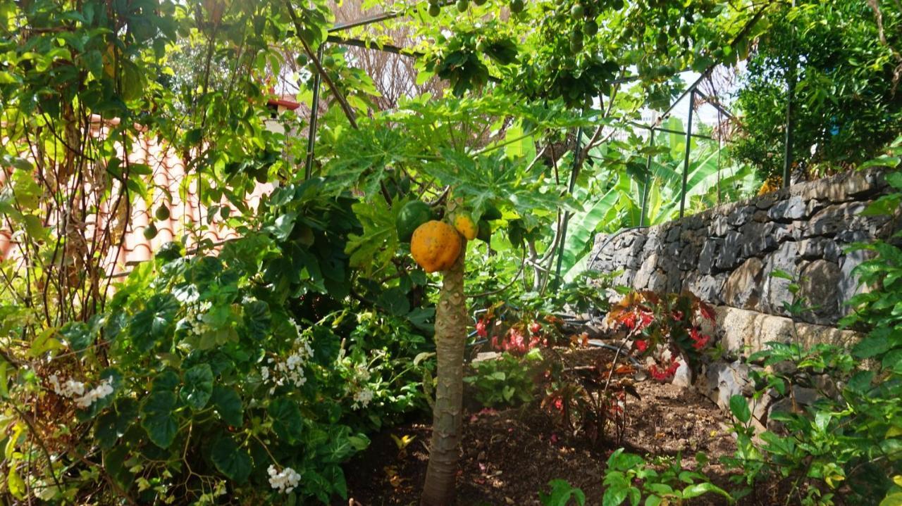 Villa Catanho フンシャル エクステリア 写真